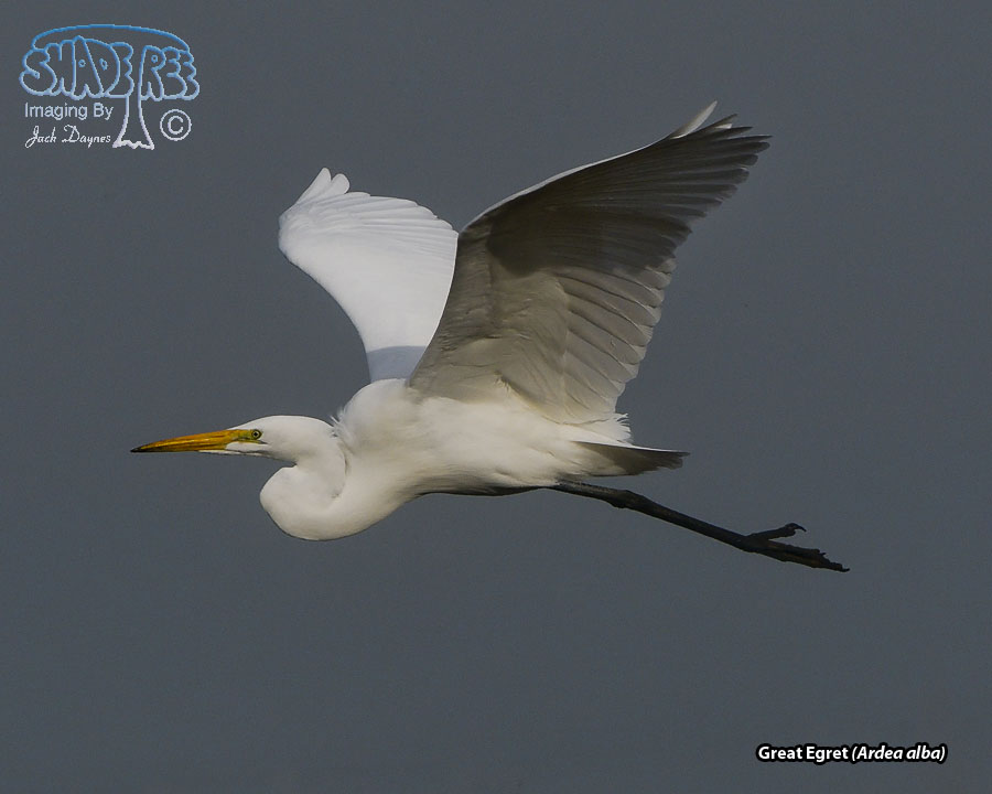 Great Egret - Ardea alba