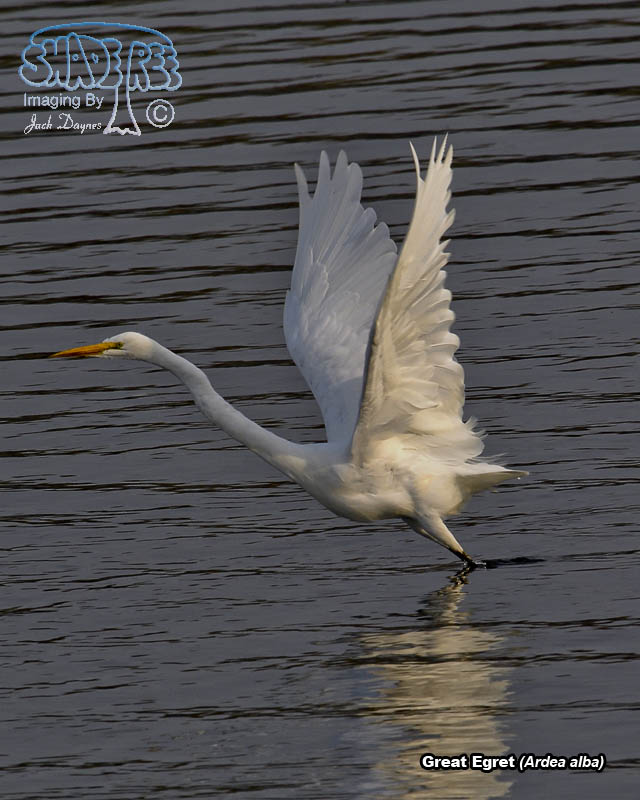Great Egret - Ardea alba