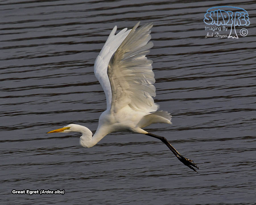 Great Egret - Ardea alba