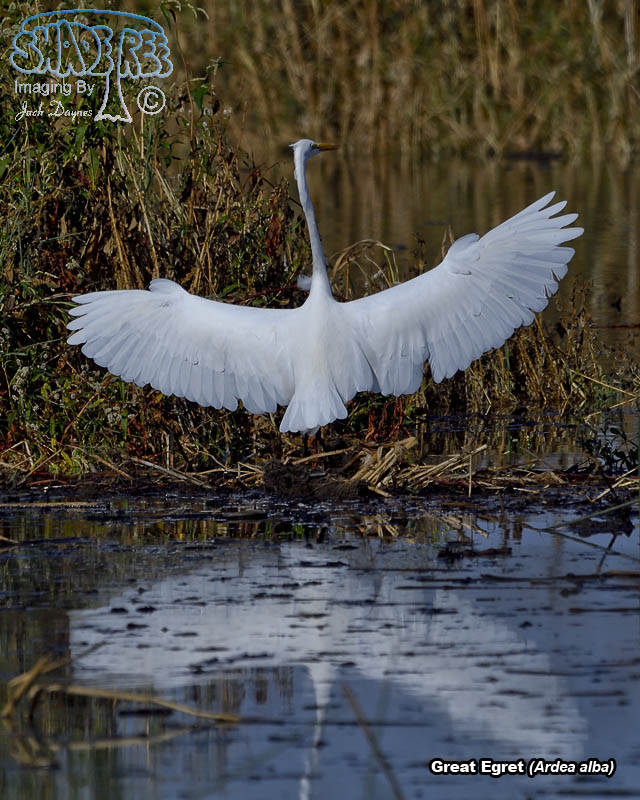 Great Egret - Ardea alba