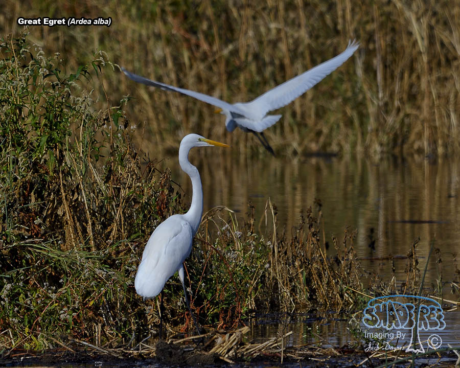 Great Egret - Ardea alba