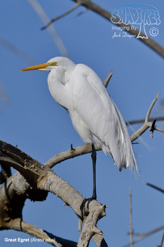 Great Egret - Ardea alba