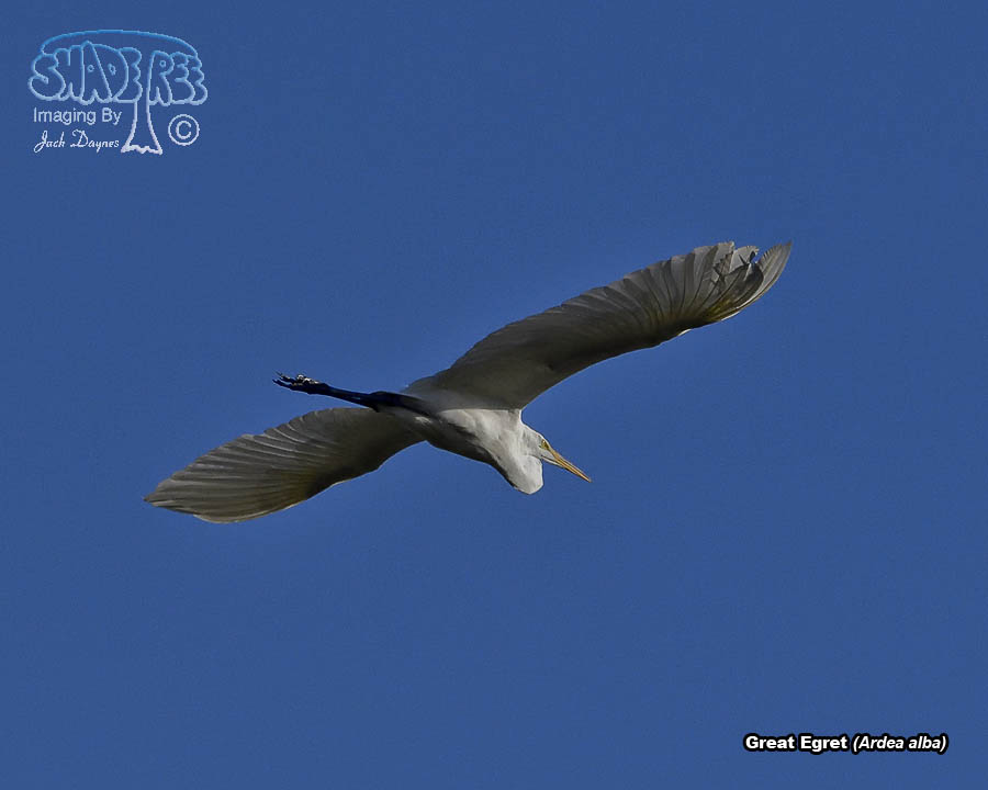 Great Egret - Ardea alba