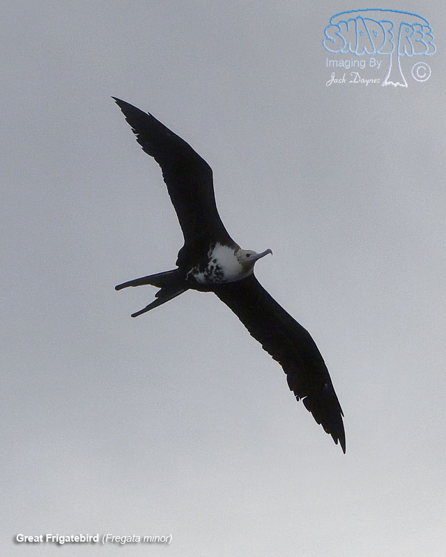 Great Frigatebird - Fregata minor