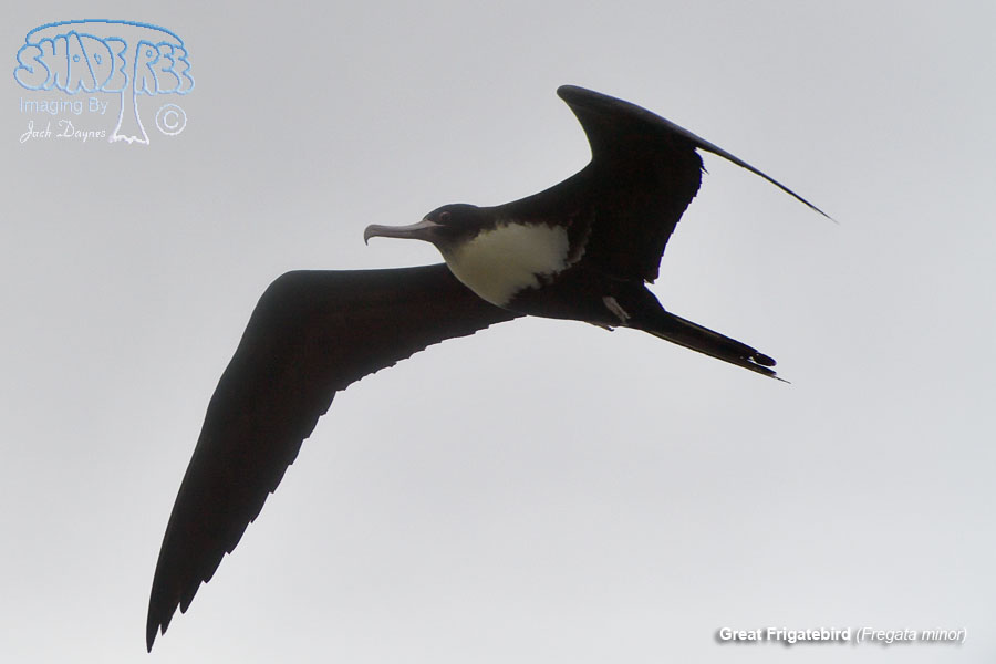 Great Frigatebird - Fregata minor