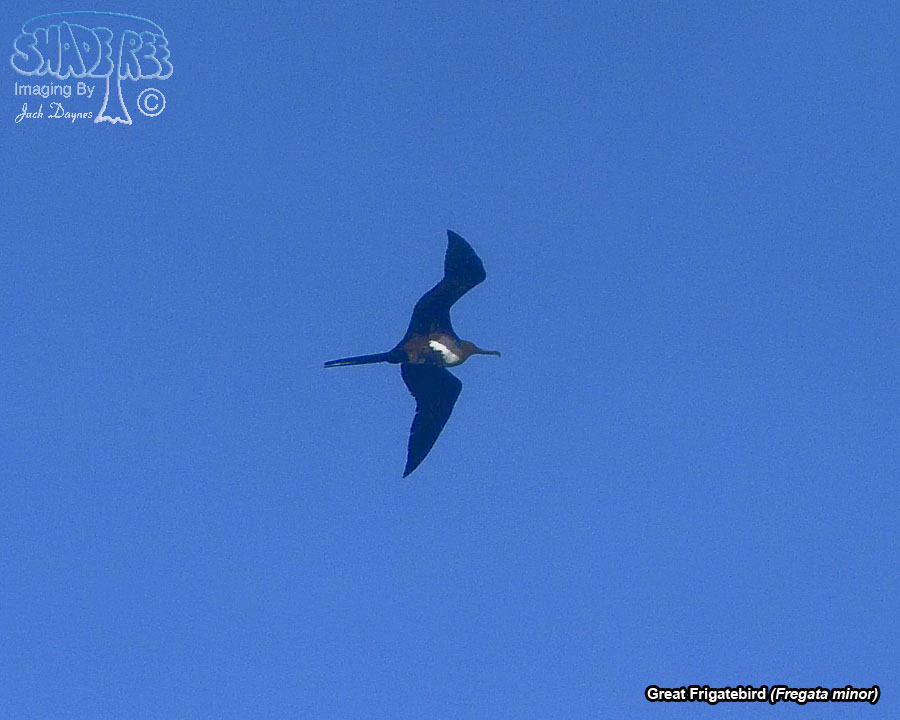 Great Frigatebird - Fregata minor