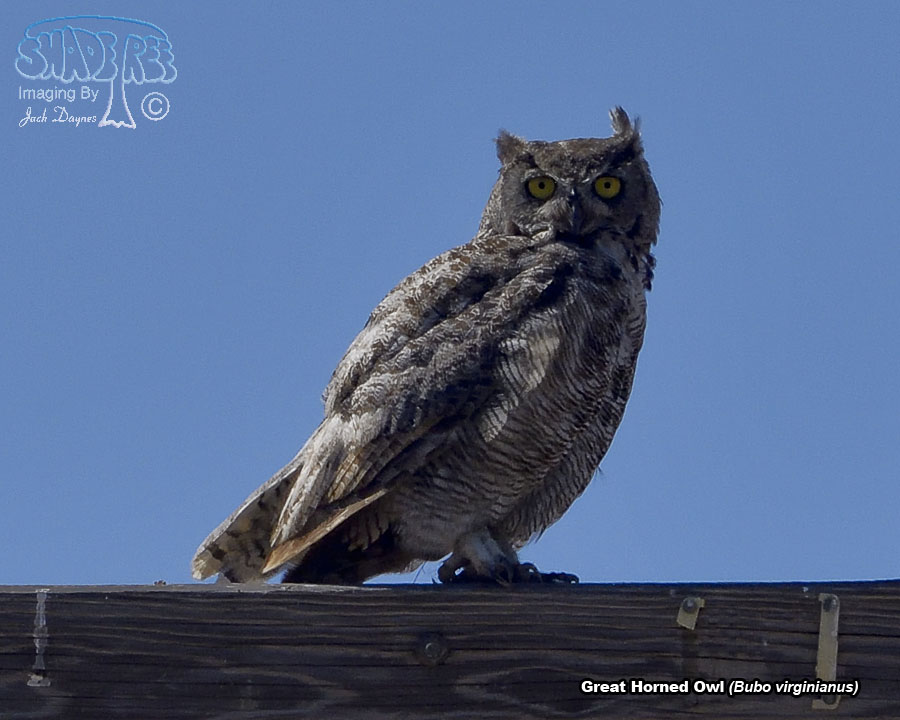 Great Horned Owl - Bubo virginianus