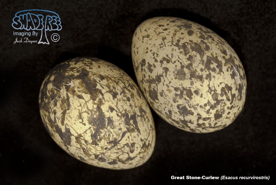 Great Stone-Curlew - Esacus recurvirostris