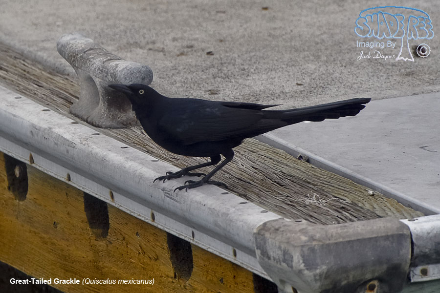 Great-Tailed Grackle - Quiscalus mexicanus