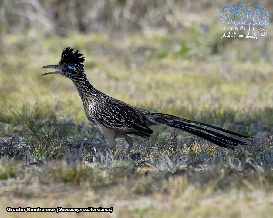 Greater Roadrunner - Geococcyx californianus