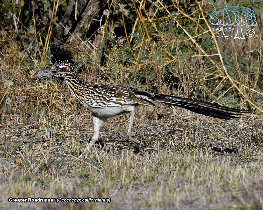 Greater Roadrunner - Geococcyx californianus