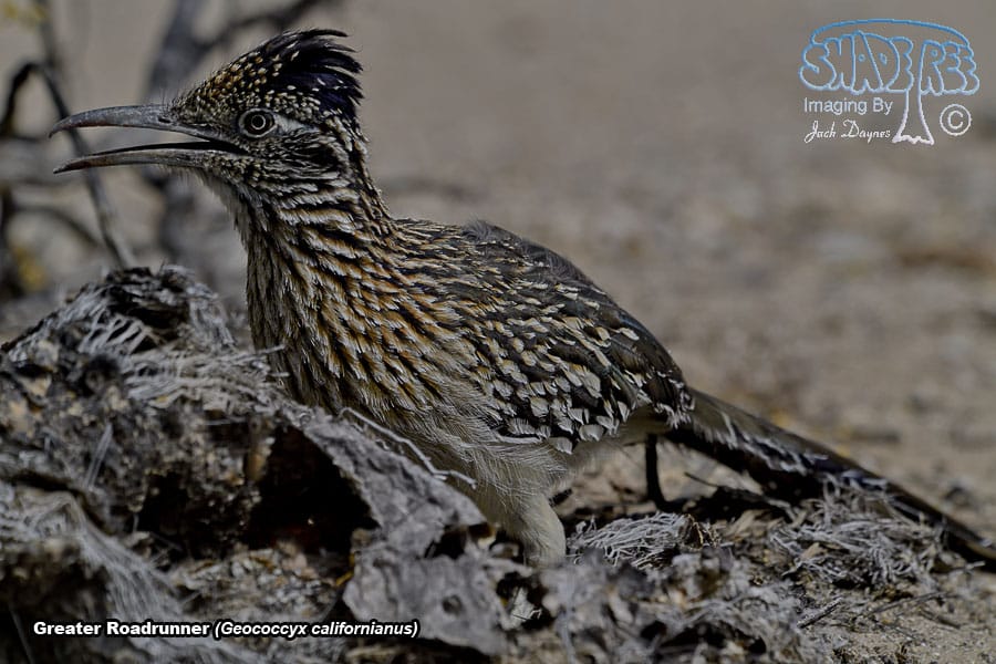 Greater Roadrunner - Geococcyx californianus