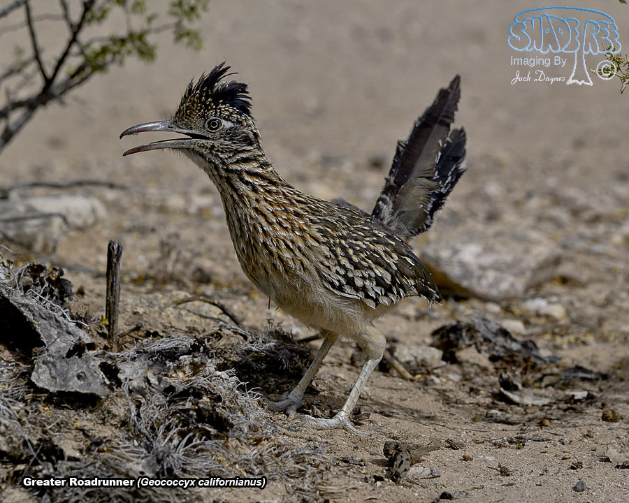 Greater Roadrunner - Geococcyx californianus