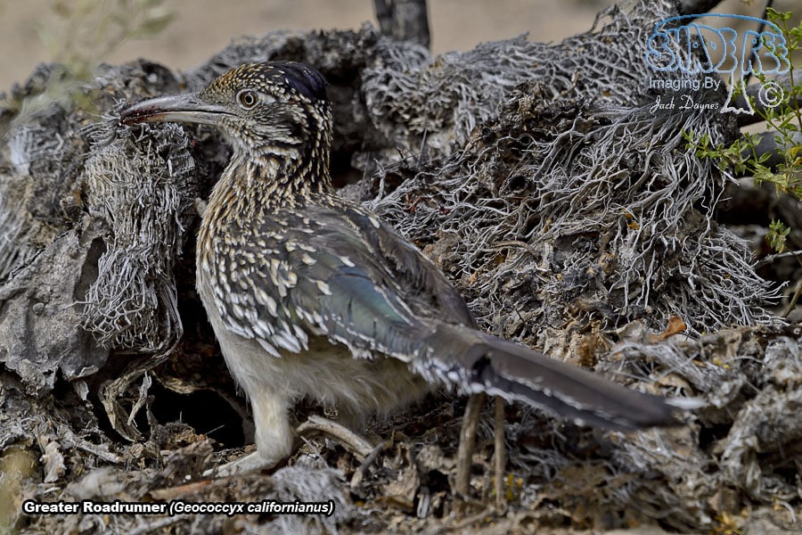 Greater Roadrunner - Geococcyx californianus