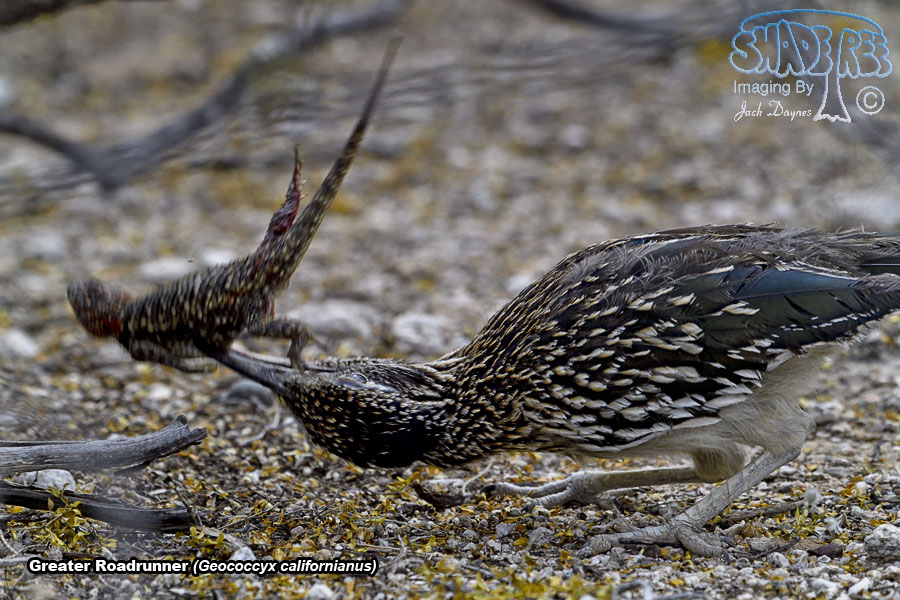 Greater Roadrunner - Geococcyx californianus