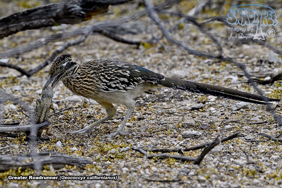 Greater Roadrunner - Geococcyx californianus