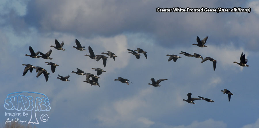 Greater White-Fronted Goose - Anser albifrons