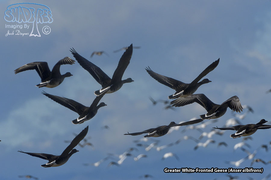Greater White-Fronted Goose - Anser albifrons