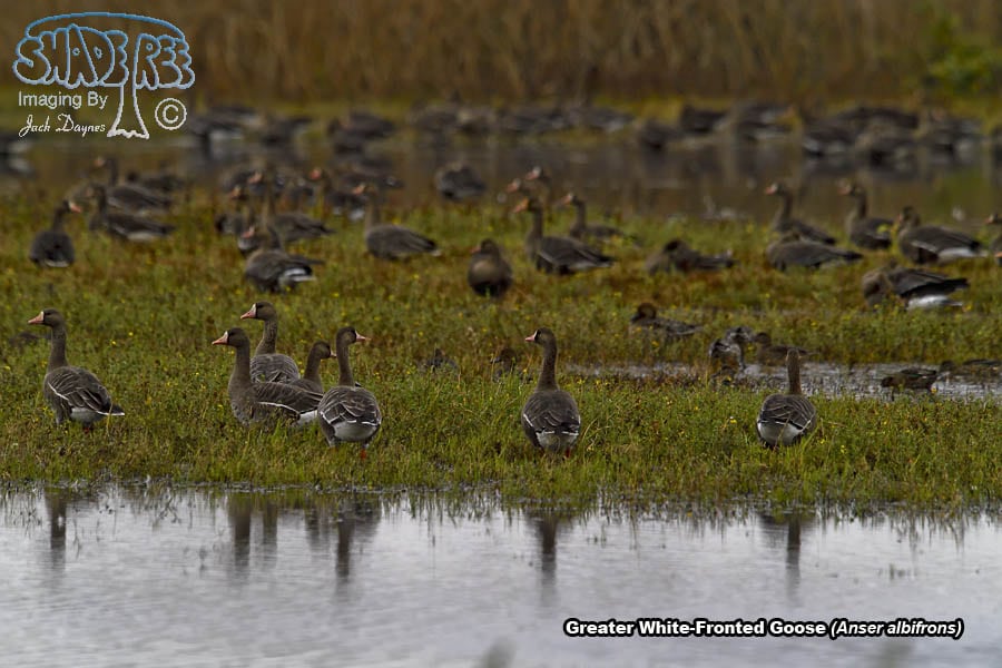 Greater White-Fronted Goose - Anser albifrons