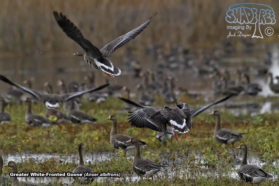 Greater White-Fronted Goose - Anser albifrons