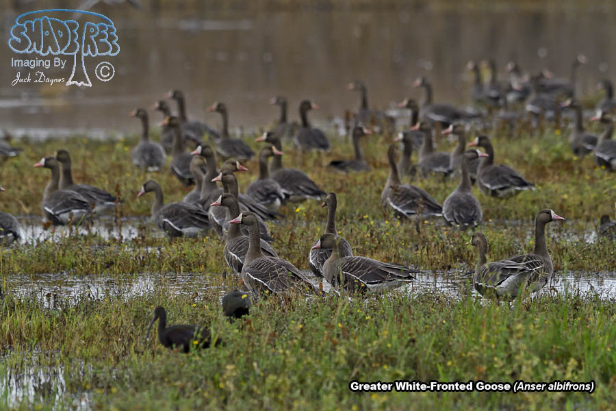Greater White-Fronted Goose - Anser albifrons