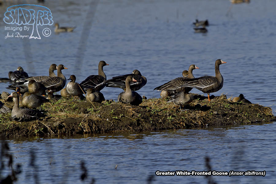 Greater White-Fronted Goose - Anser albifrons