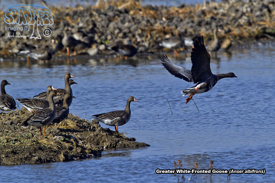 Greater White-Fronted Goose - Anser albifrons