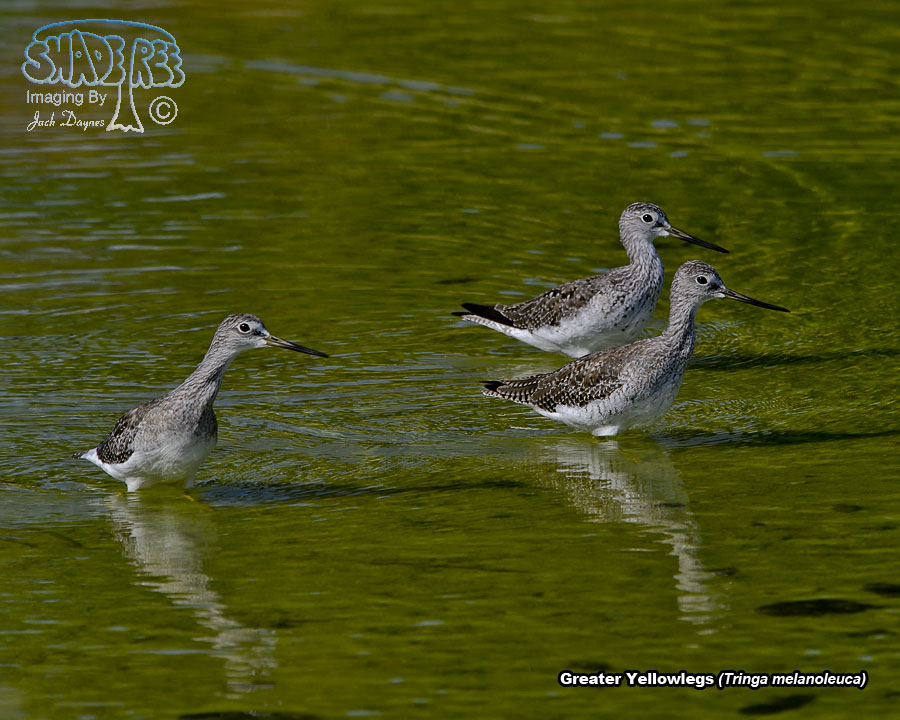 Greater Yellowlegs - Tringa melanoleuca