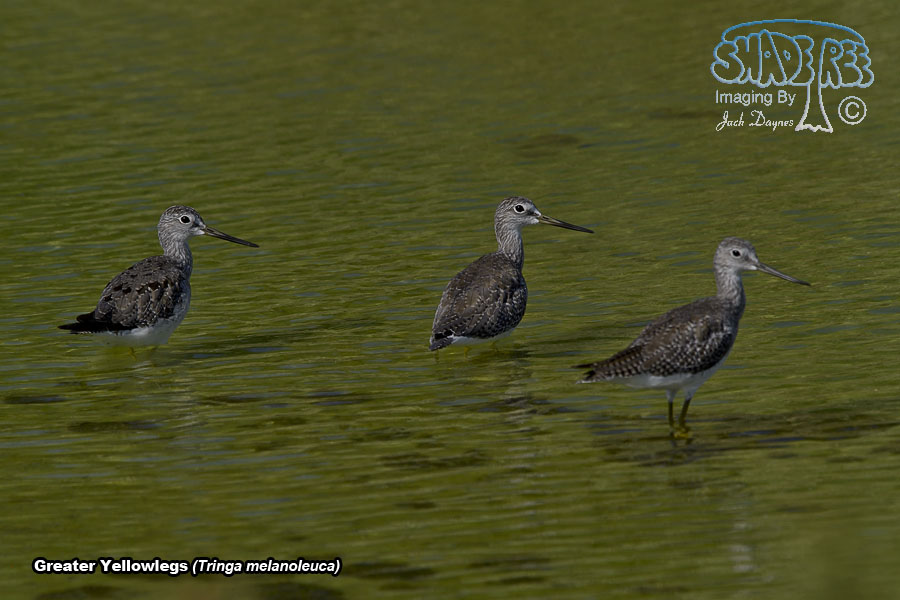 Greater Yellowlegs - Tringa melanoleuca