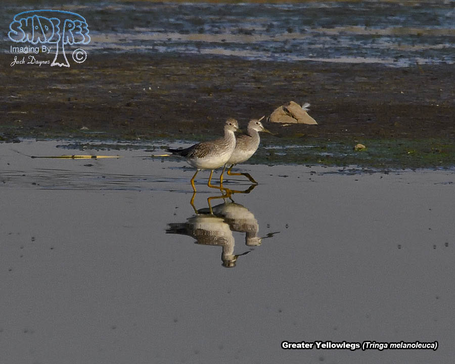 Greater Yellowlegs - Tringa melanoleuca