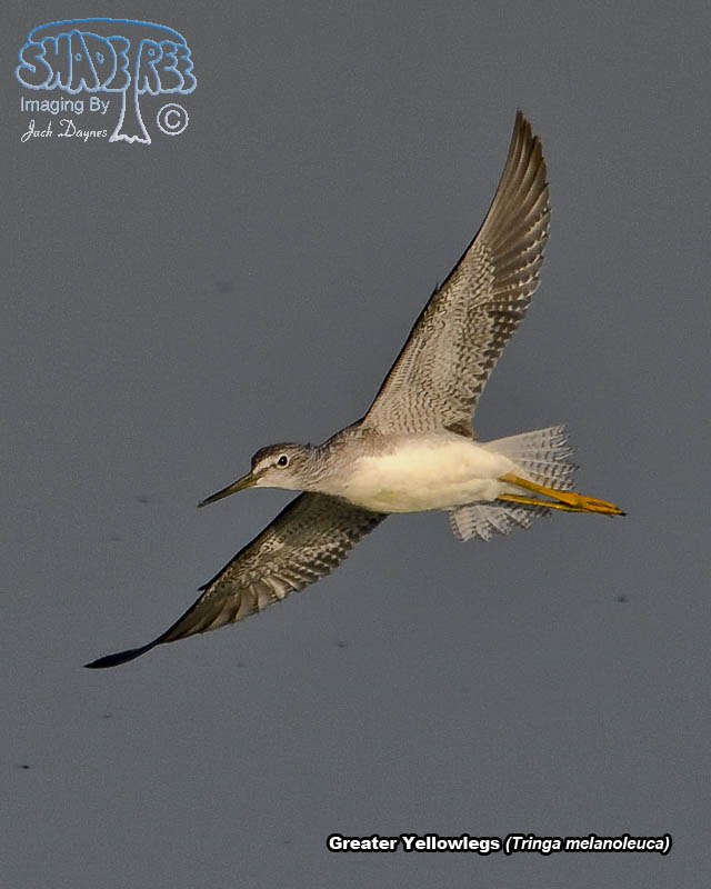 Greater Yellowlegs - Tringa melanoleuca
