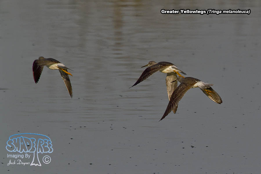 Greater Yellowlegs - Tringa melanoleuca