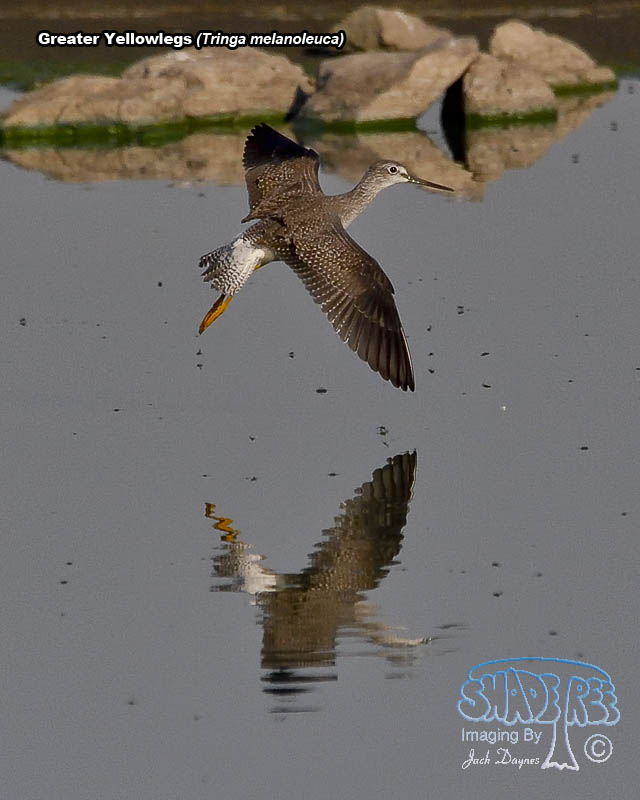 Greater Yellowlegs - Tringa melanoleuca
