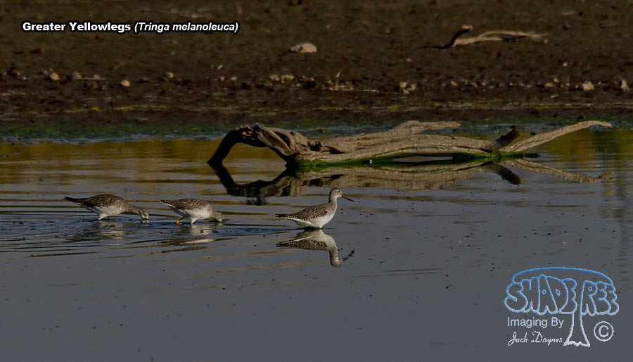 Greater Yellowlegs - Tringa melanoleuca