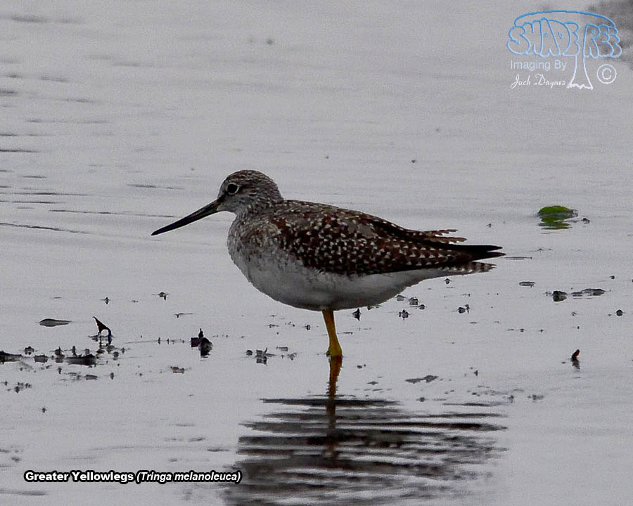 Greater Yellowlegs - Tringa melanoleuca