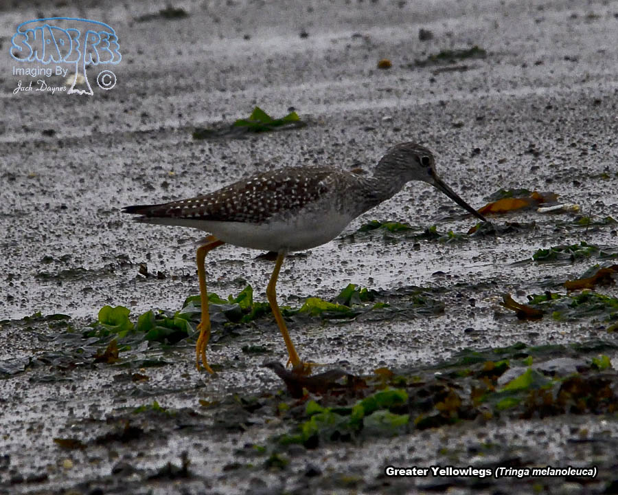Greater Yellowlegs - Tringa melanoleuca