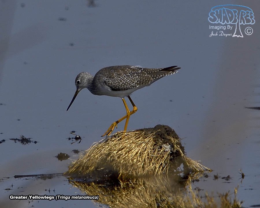 Greater Yellowlegs - Tringa melanoleuca