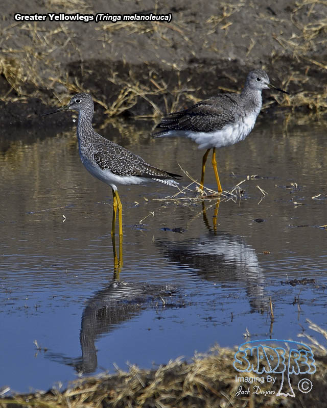 Greater Yellowlegs - Tringa melanoleuca