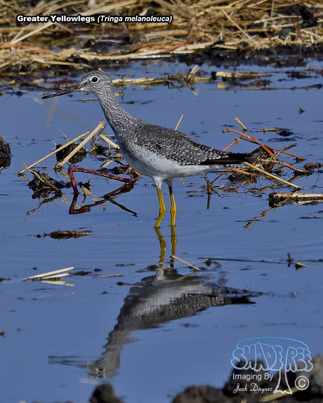 Greater Yellowlegs - Tringa melanoleuca