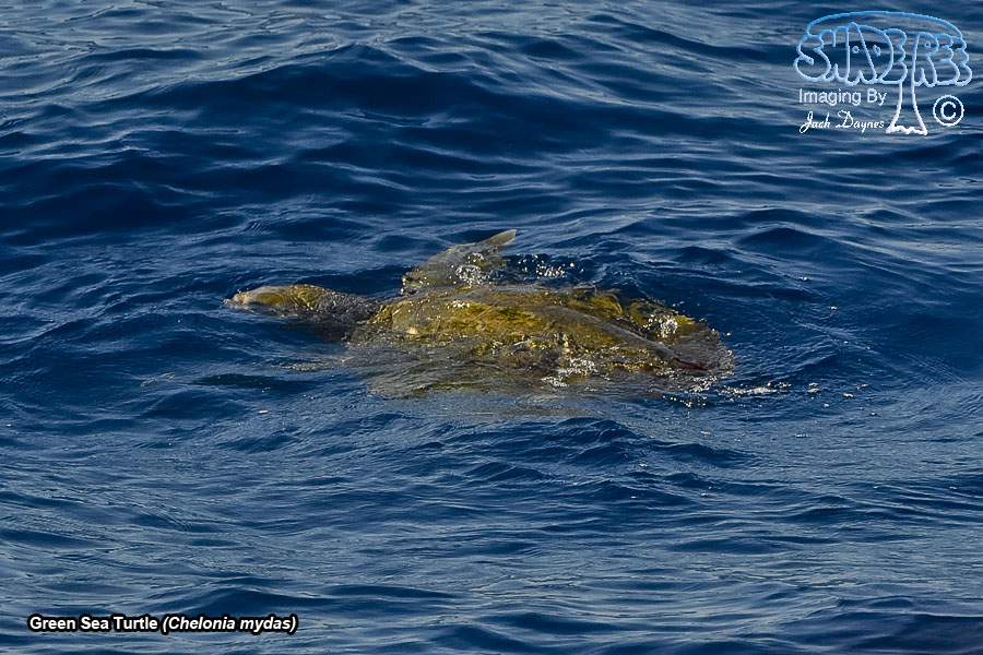 Green Sea Turtle - Chelonia mydas