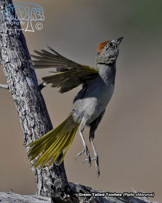 Green-Tailed Towhee - Pipilo chlorurus