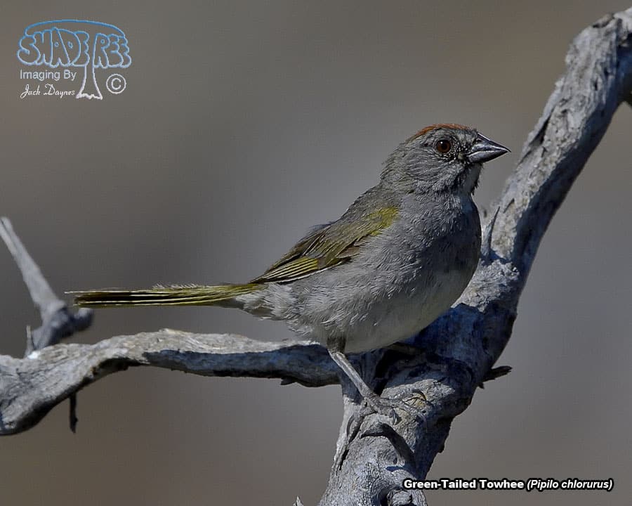 Green-Tailed Towhee - Pipilo chlorurus