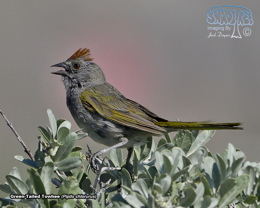 Green-Tailed Towhee - Pipilo chlorurus