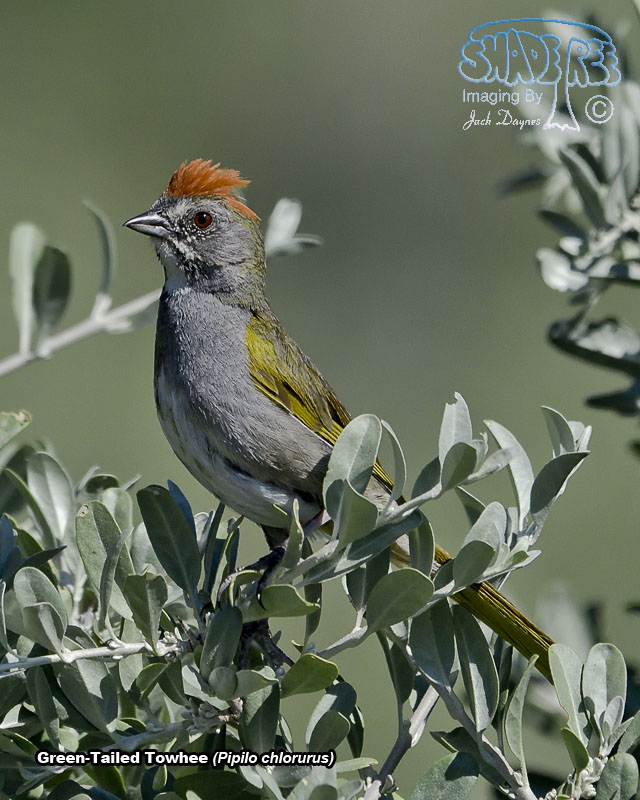 Green-Tailed Towhee - Pipilo chlorurus