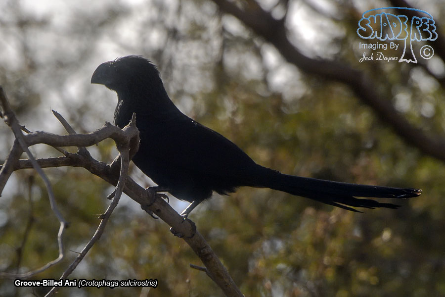Groove-Billed Ani - Crotophaga sulcirostris