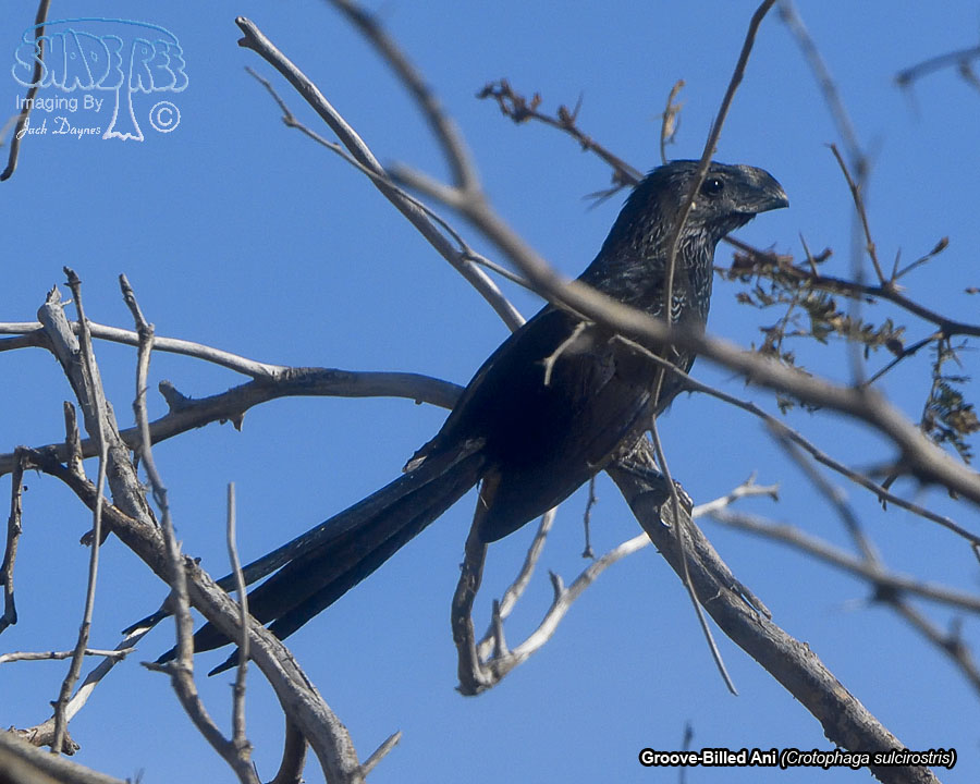 Groove-Billed Ani - Crotophaga sulcirostris