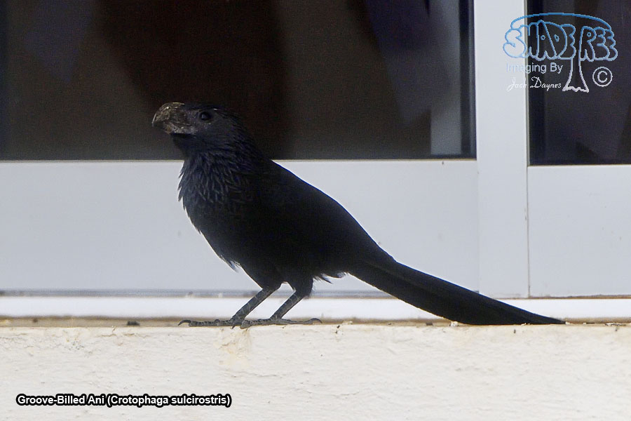 Groove-Billed Ani - Crotophaga sulcirostris