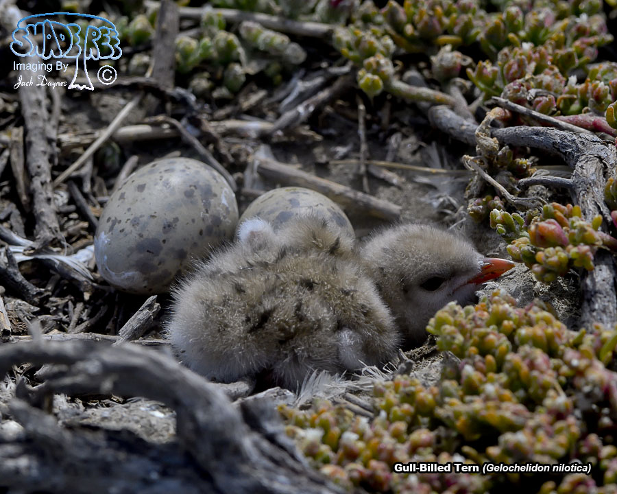 Gull-Billed Tern - Gelochelidon nilotica