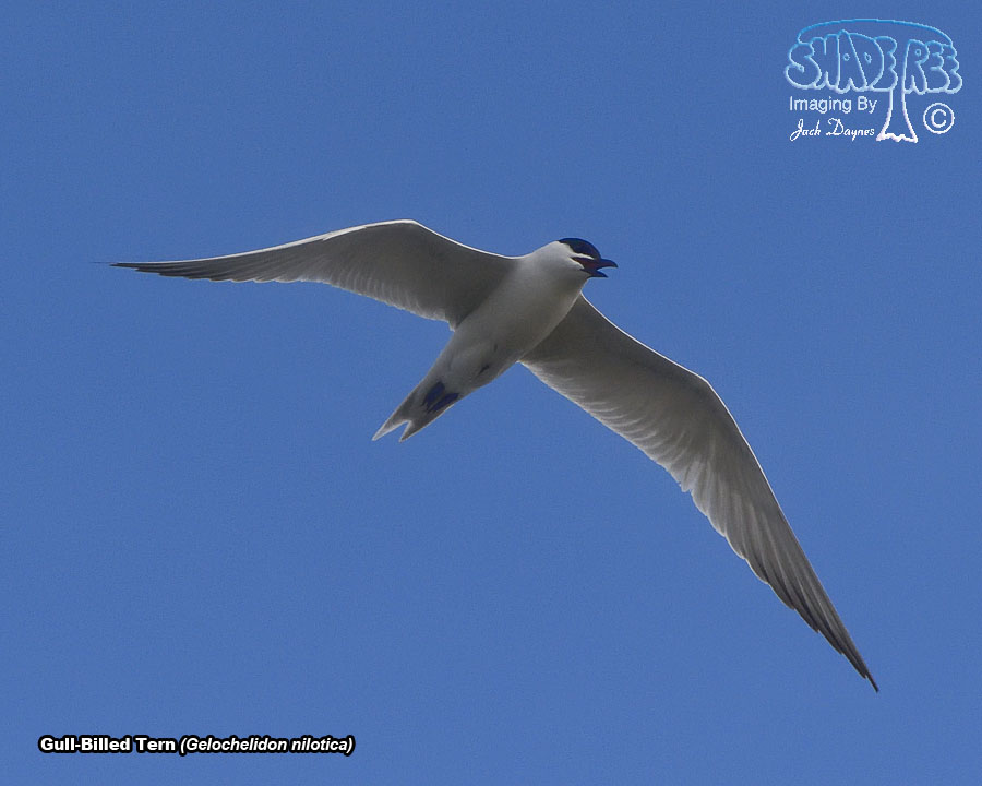 Gull-Billed Tern - Gelochelidon nilotica