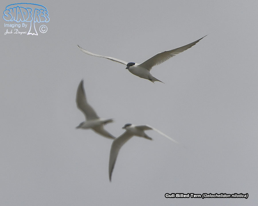 Gull-Billed Tern - Gelochelidon nilotica